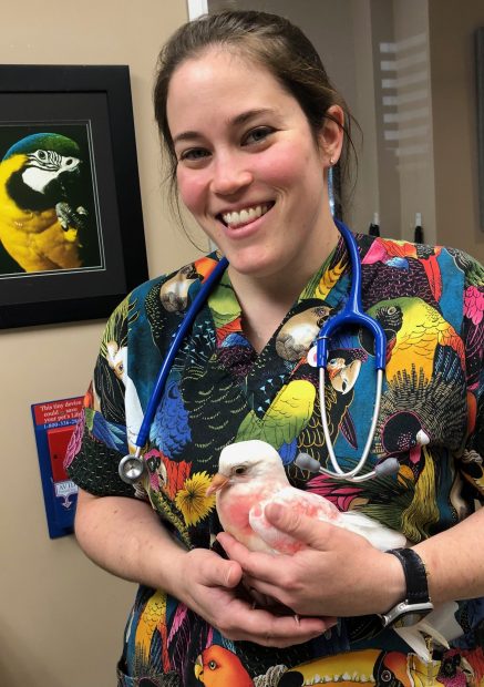 Vet holds weak pigeon youngster