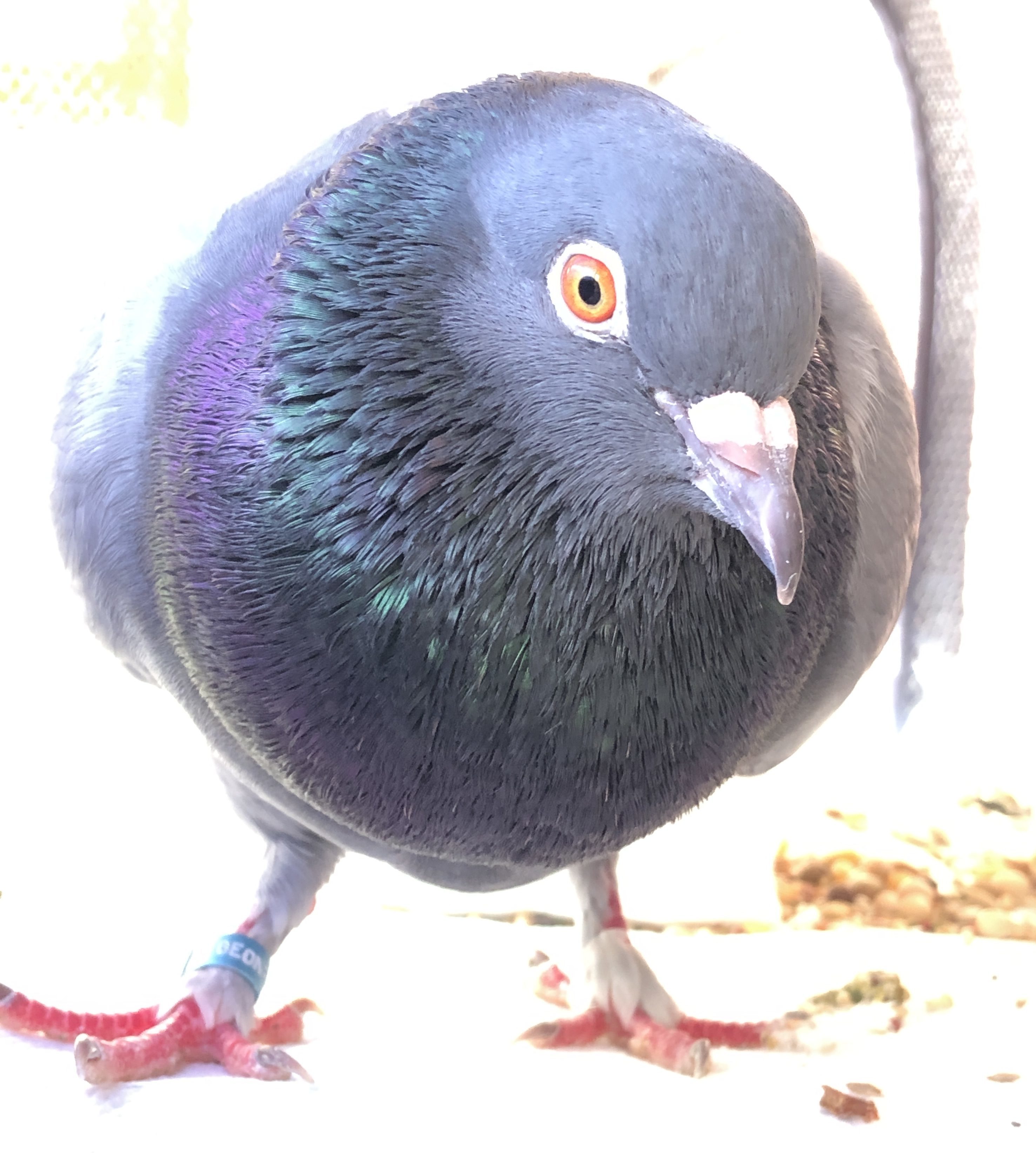 Pet pigeon in his leg band