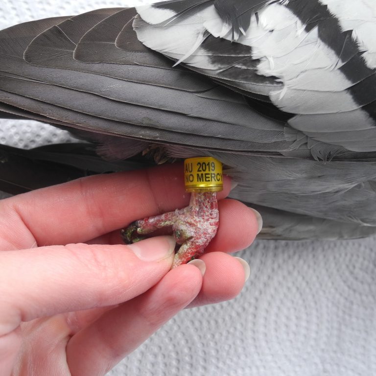 Pigeons & Leg Bands