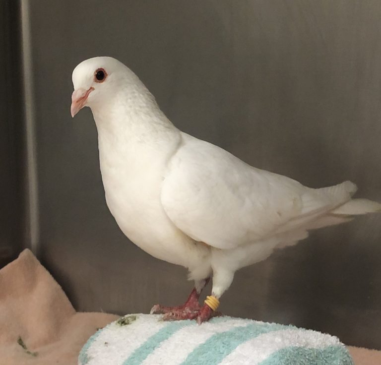 Pigeons & Leg Bands
