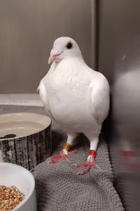 Rescued pigeon racing survivor in animal shelter kennel