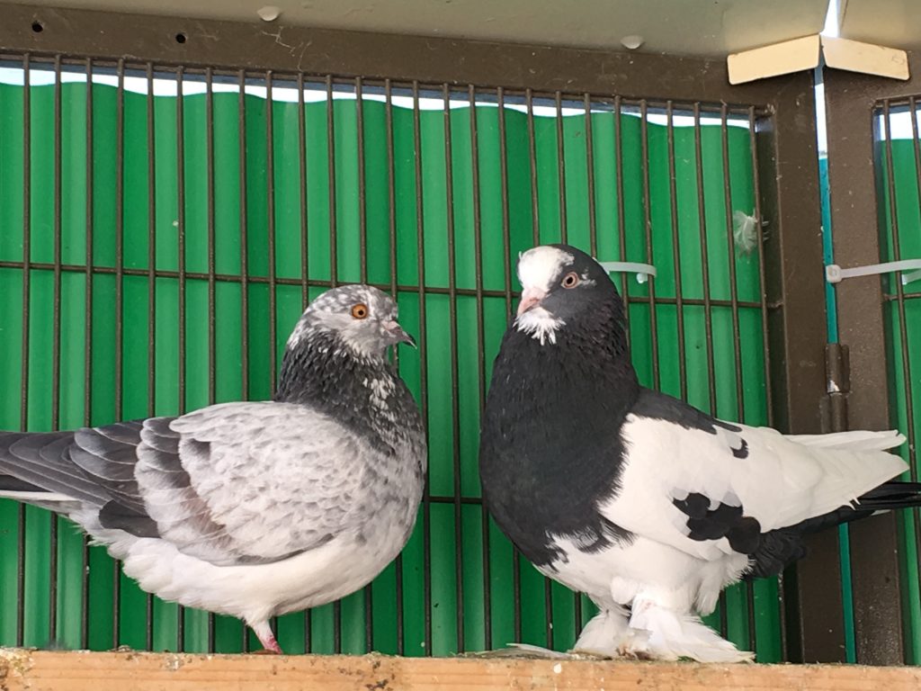 Married pair of domestic pigeons posing on a shelf
