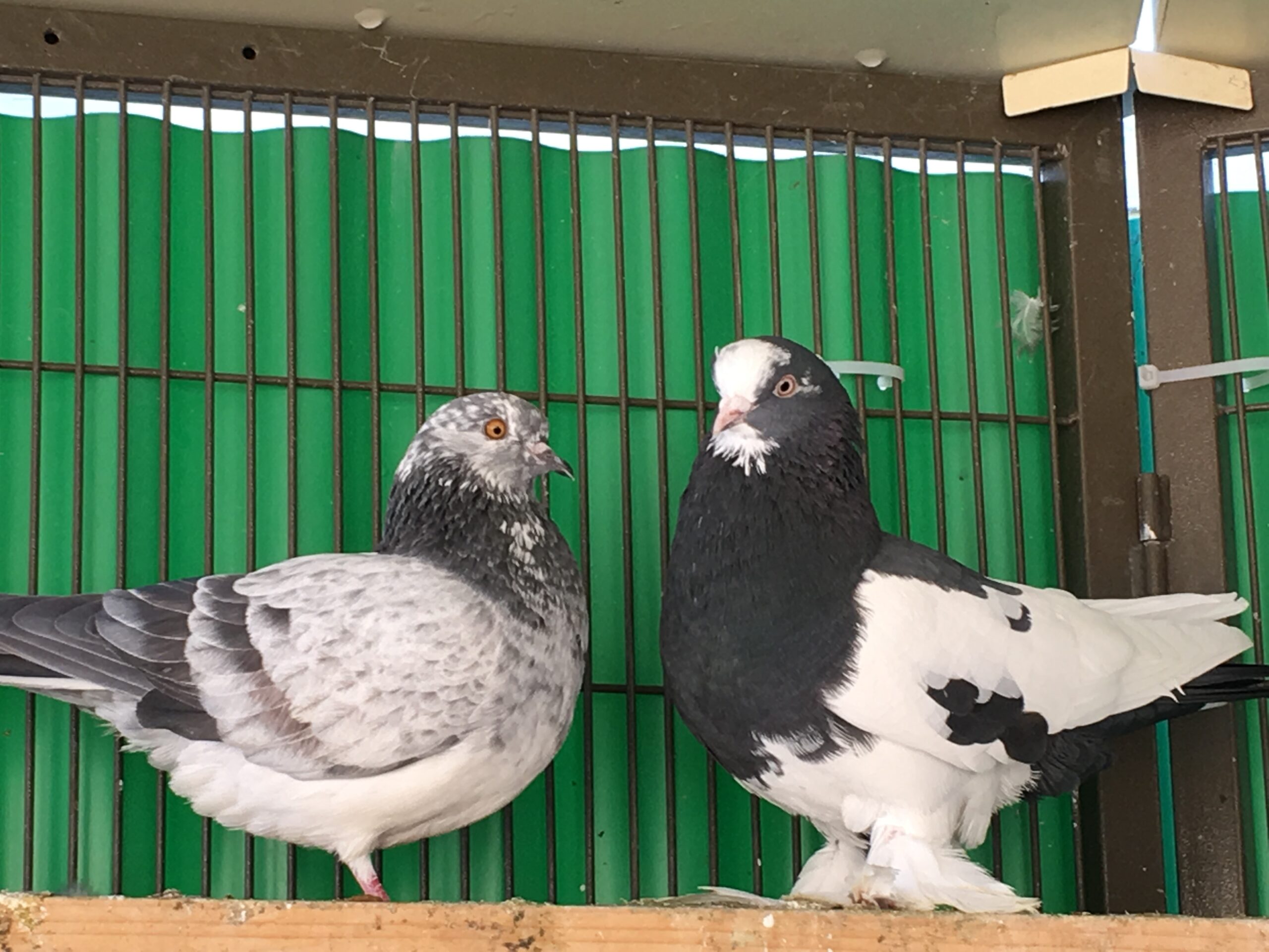 I Love My pigeons Mug-Oiseau-Pidgeon-PIGEON Pet