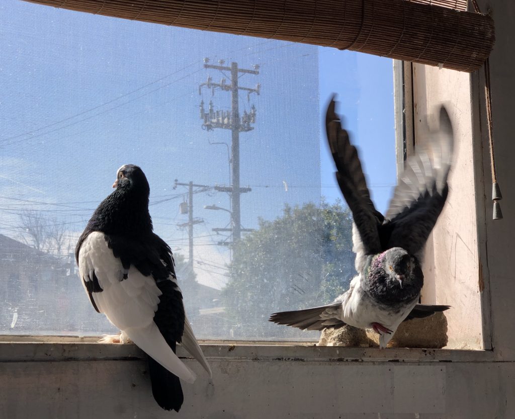 Two pet pigeons enjoying a sunny windowsill