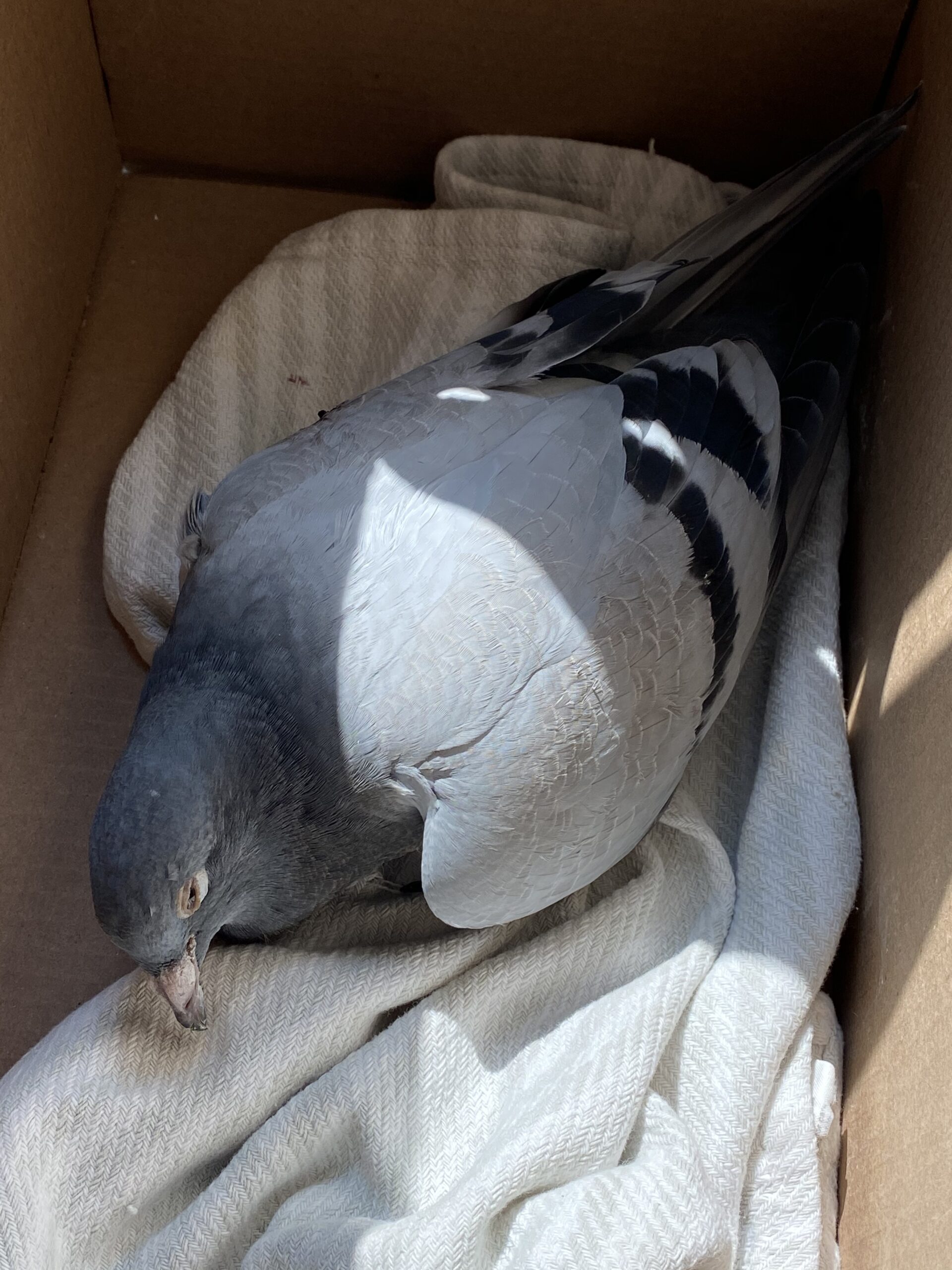 Injured racing pigeon in a box