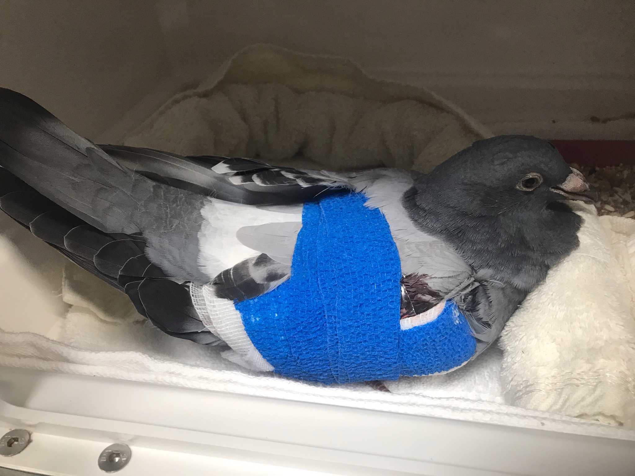 Injured racing pigeon with wing wrap in hospital tank