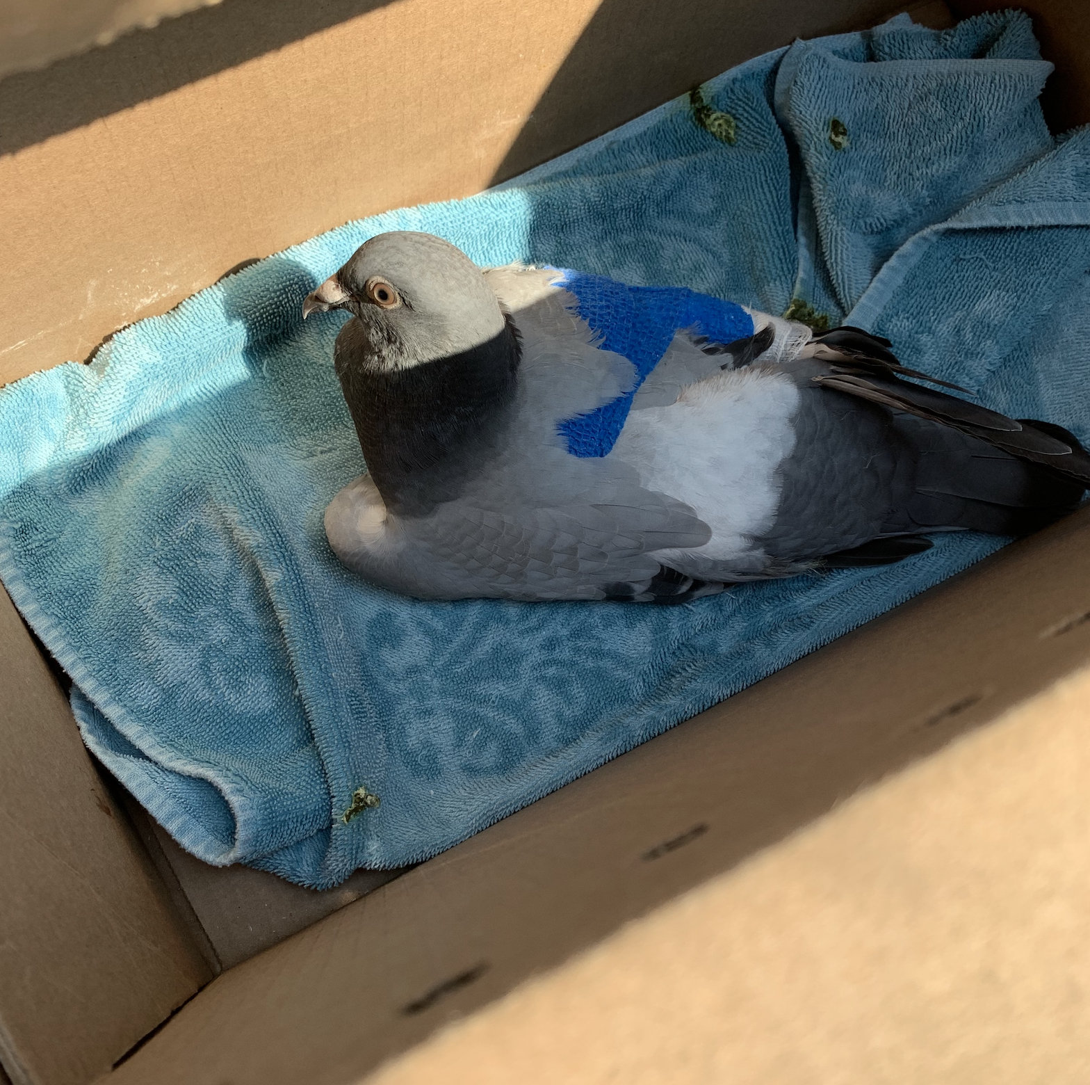 Injured pigeon racing survivor in transport box on way to vet