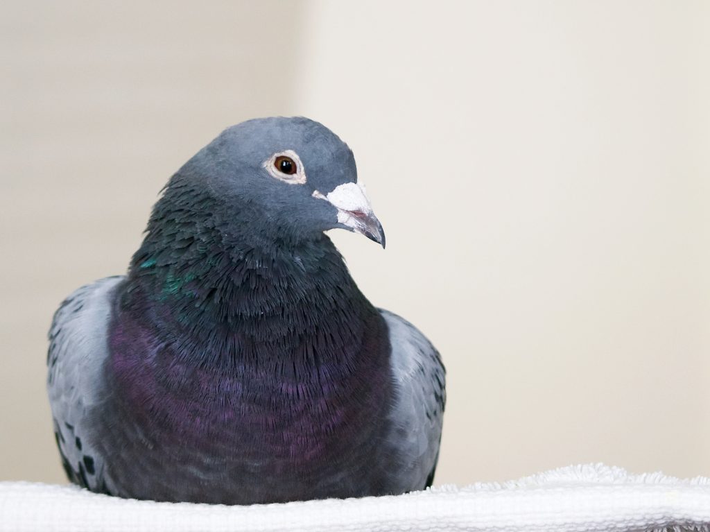 safe, content rescued racing pigeon relaxing in her home