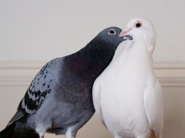 Rescued & bonded racing pigeons snuggling