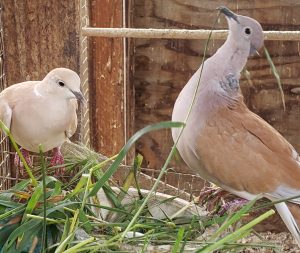 Domestic ringneck doves ecstatic to have long pieces of grass to nest build with