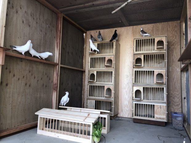 How To Create An Aviary For Rescued Pigeons or Doves 