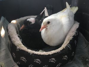 Black pigeon youngster & white pigeon youngster snuggled together in a cat bed
