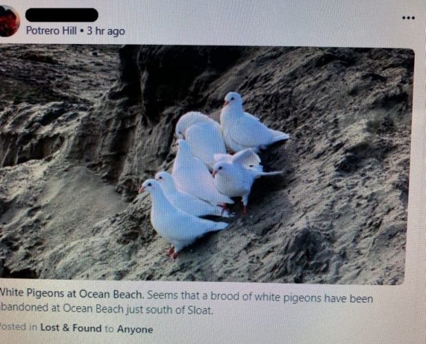 Six large but young snow white domestic pigeons huddle together on the sand of Ocean Beach, clearly out of place & helpless