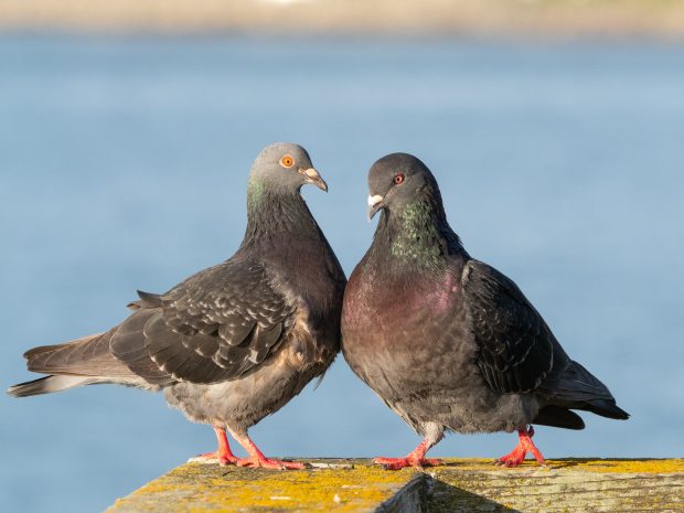 A pair of married feral pigeons standing so close together that their breasts touch