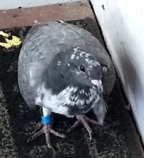 A visibly weak, helpless domestic racing pigeon (with band on leg) huddles on a porch looking beseechingly up at the photographer, pleading for help with her eyes.