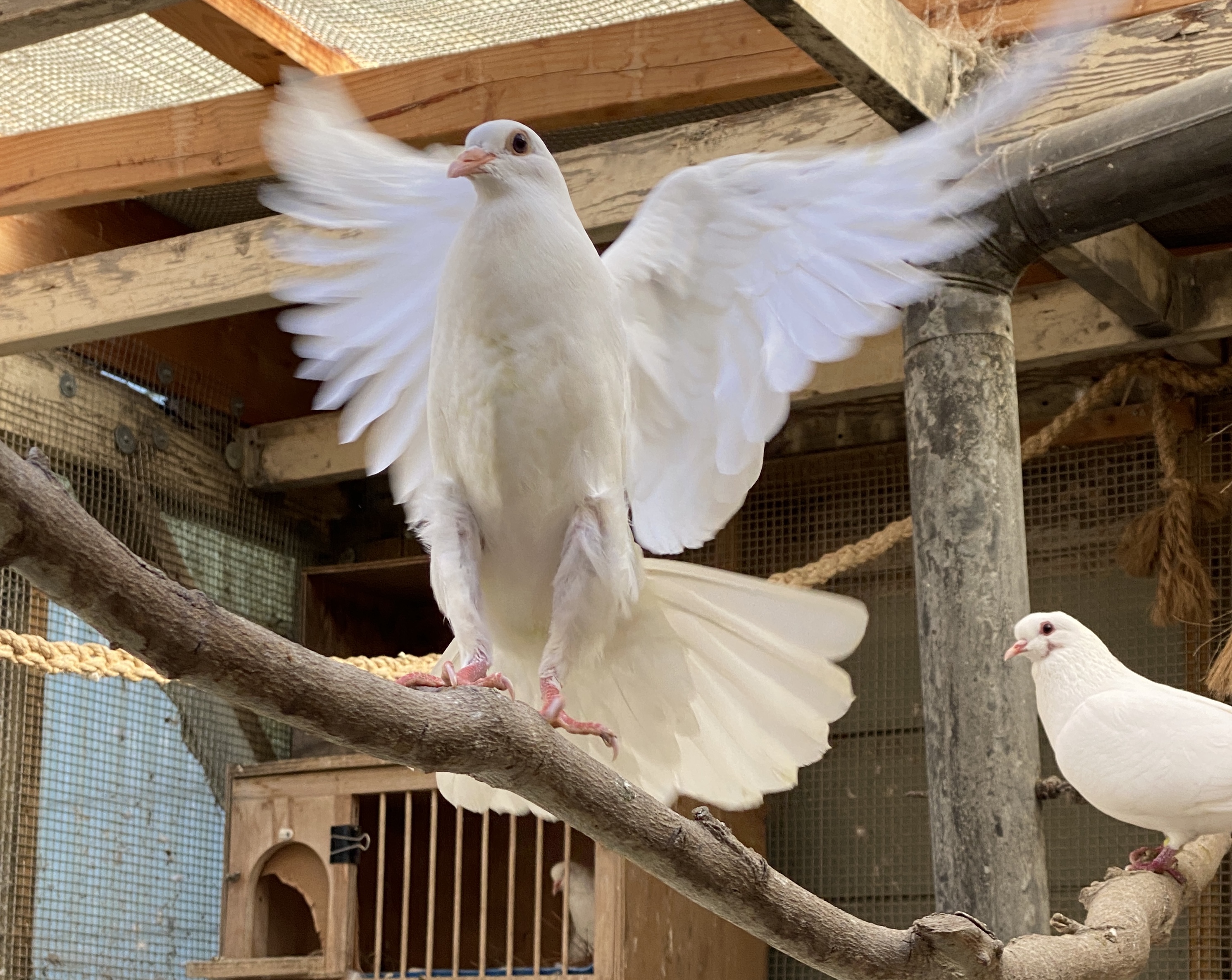 Palomacy Pigeon and Dove Adoptions picture