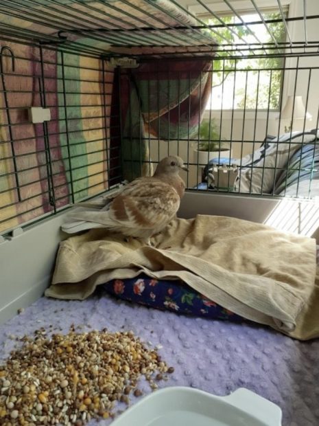 Rescued racing pigeon recuperating after surgery in roomy, comfy cage