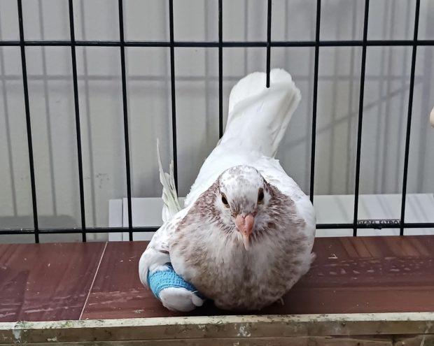 Rescued domestic pigeon youngster resting comfortably with wrapped wing
