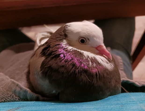 Lovely brown & white & iridescent purple pigeon at rest