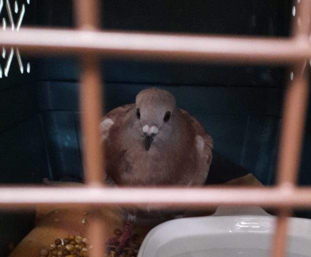 Frightened, injured rescued racing pigeon huddled in back of pet carrier