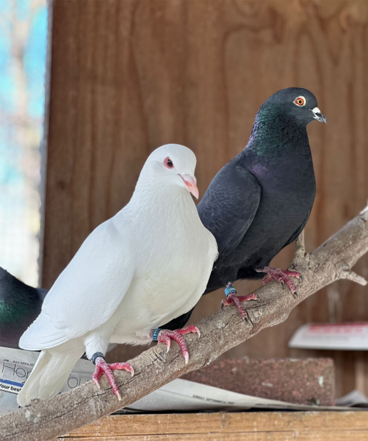 Black pigeon and white pigeon