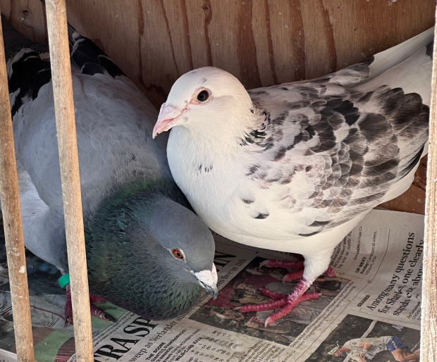 grey pigeon with black and white pigeon