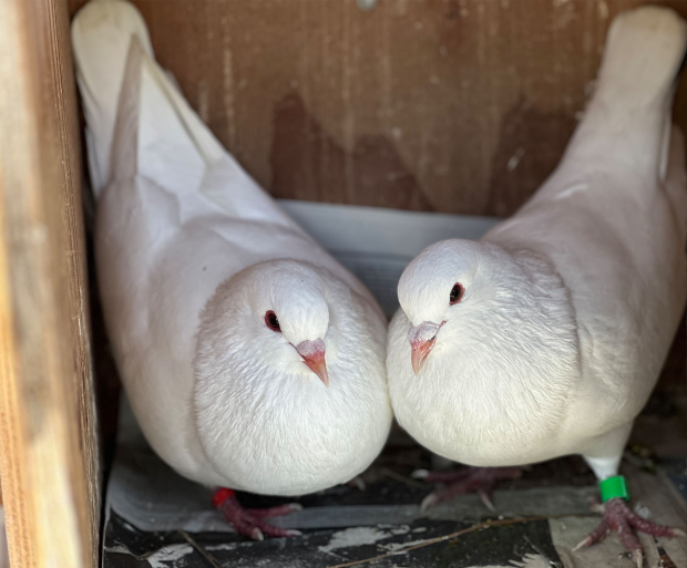 two white pigeons