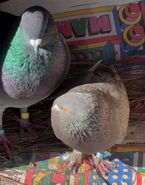 A big and small pigeon