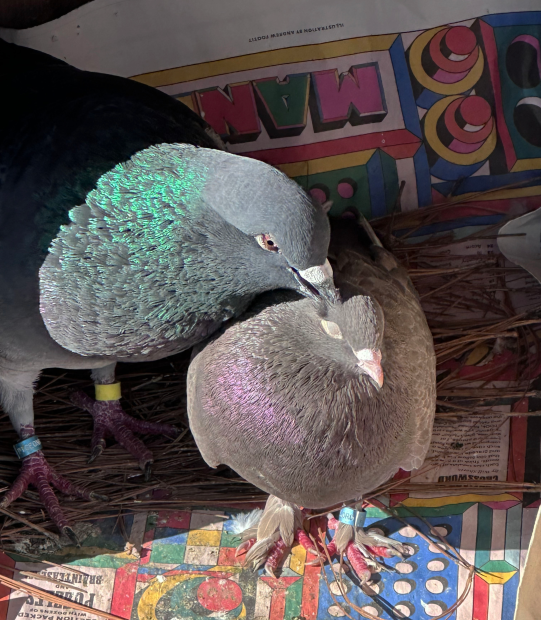 Big and small pigeon