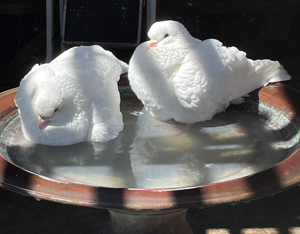 two fluffy white pigeons in the bath