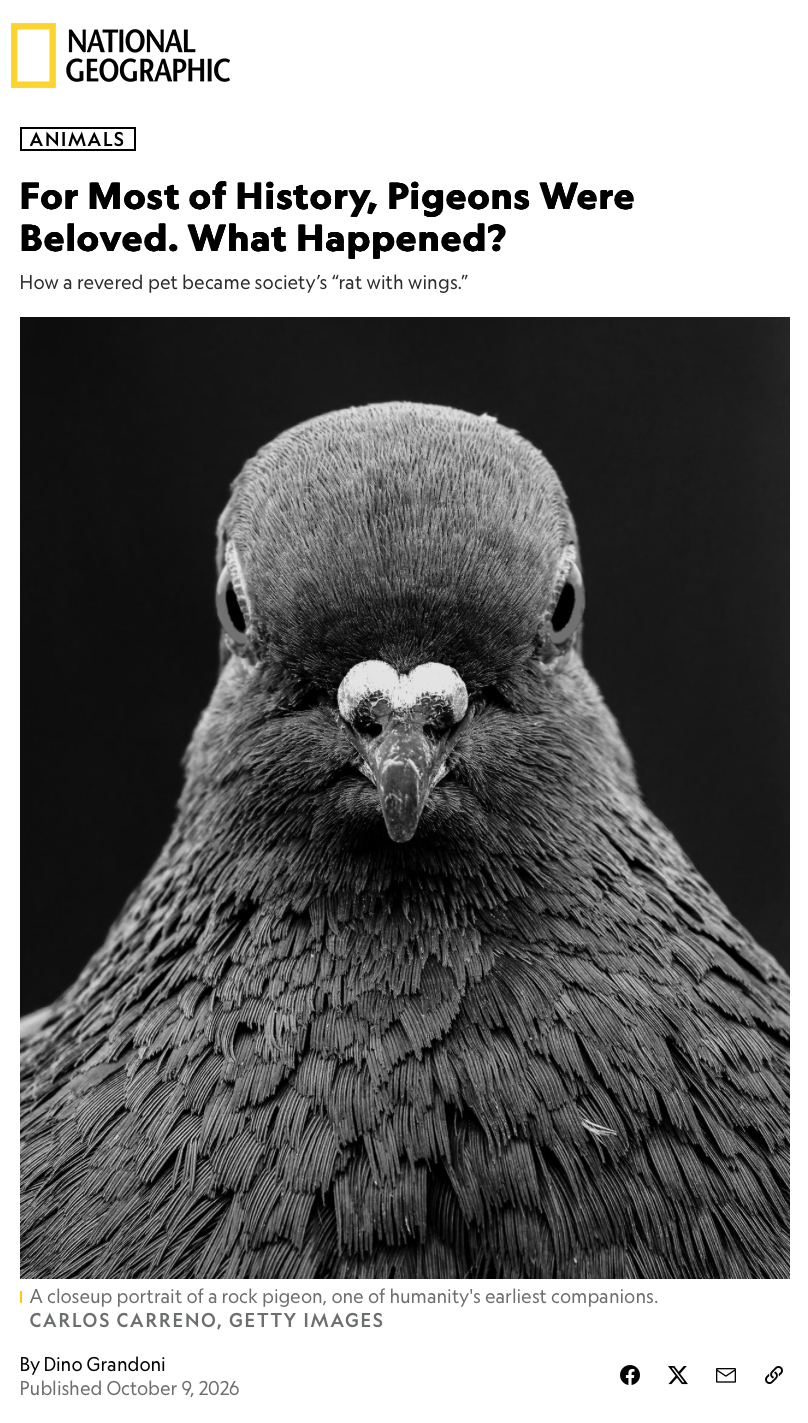 National Geographic Pigeon Article